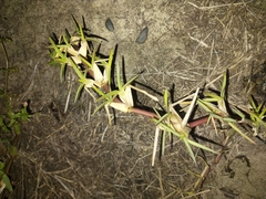 Stenotaphrum secundatum