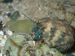 Clibanarius virescens