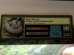 Crotalus willardi obscurus