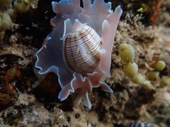 Hydatina physis