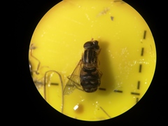 Parhelophilus