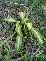 Dracaena fragrans