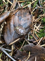 Chlorochroa pinicola
