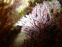 Amphiroa anceps