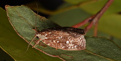 Euchaetis
