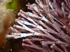 Amphiroa anceps