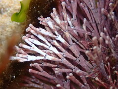 Amphiroa anceps