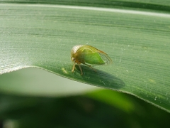 Spissistilus festinus