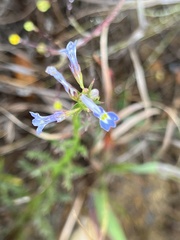 Lobelia comosa