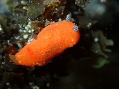 Rostanga arbutus