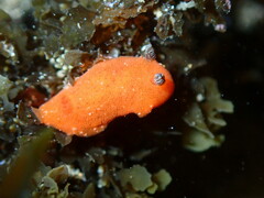 Rostanga arbutus