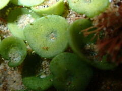 Caulerpa