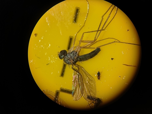 Sciapus platypterus, 9261 Eastermar, Netherlands, photo 9 of 10