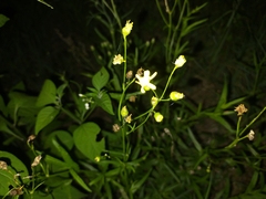 Senecio madagascariensis