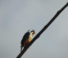 Microhierax caerulescens