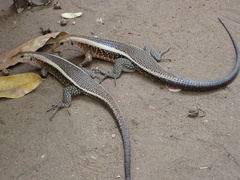 Zonosaurus laticaudatus