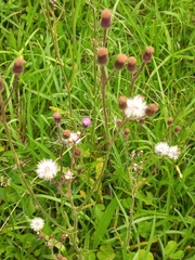 Senecio polyodon polyodon
