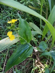 Aneilema aequinoctiale