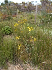 Senecio subcanescens