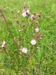 Senecio polyodon polyodon