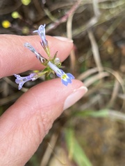Lobelia comosa