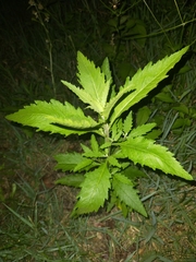 Dysphania ambrosioides