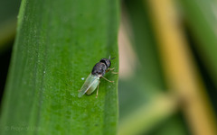 Oplodontha rubrithorax
