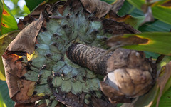 Ensete superbum