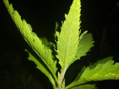 Dysphania ambrosioides