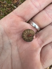 Phlogophora meticulosa