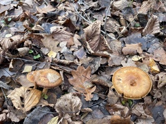 Cortinarius trivialis