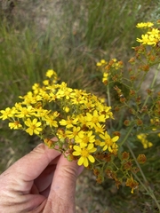 Senecio subcanescens