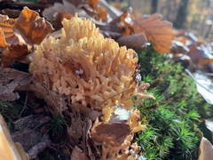 Ramaria stricta
