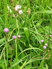 Senecio polyodon polyodon