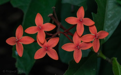 Ixora coccinea