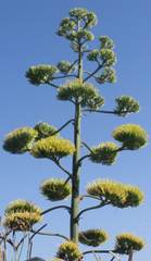 Agave