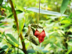 Rhynchosia volubilis