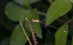 Lestes viridulus