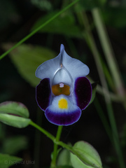 Torenia fournieri