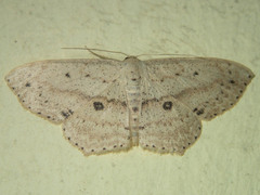 Scopula annularia