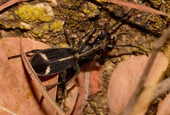 Cypholoba graphipteroides