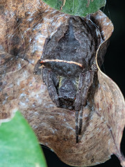Parawixia