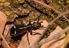 Cypholoba graphipteroides