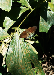 Euthalia monina monina