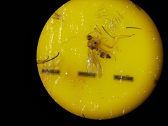 Elaphropeza ephippiata