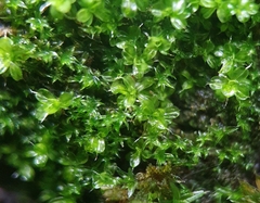 Syntrichia virescens