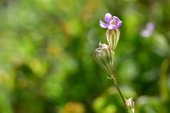 Silene latifolia