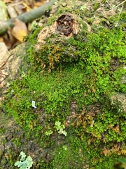 Syntrichia virescens