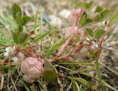 Trifolium tomentosum