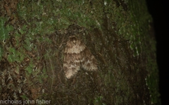 Scaphidriotis xylogramma